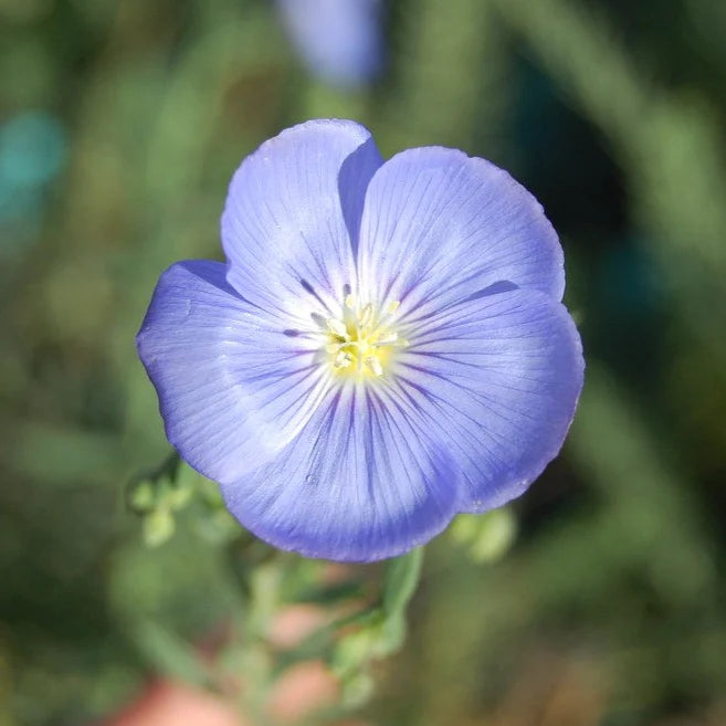 Blue Flax Flower seeds for Planting - Sun Loving, Heirloom & GMO Free Seeds for Home Garden
