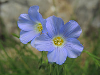Linum Flower seeds for Planting Drought Tolerant Heirloom & GMO Free Seeds for Home Garden