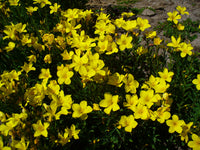 Yellow Linum Flavum Flower seeds for Planting - Shade Tolerant, Heirloom & GMO Free Seeds for Home Garden