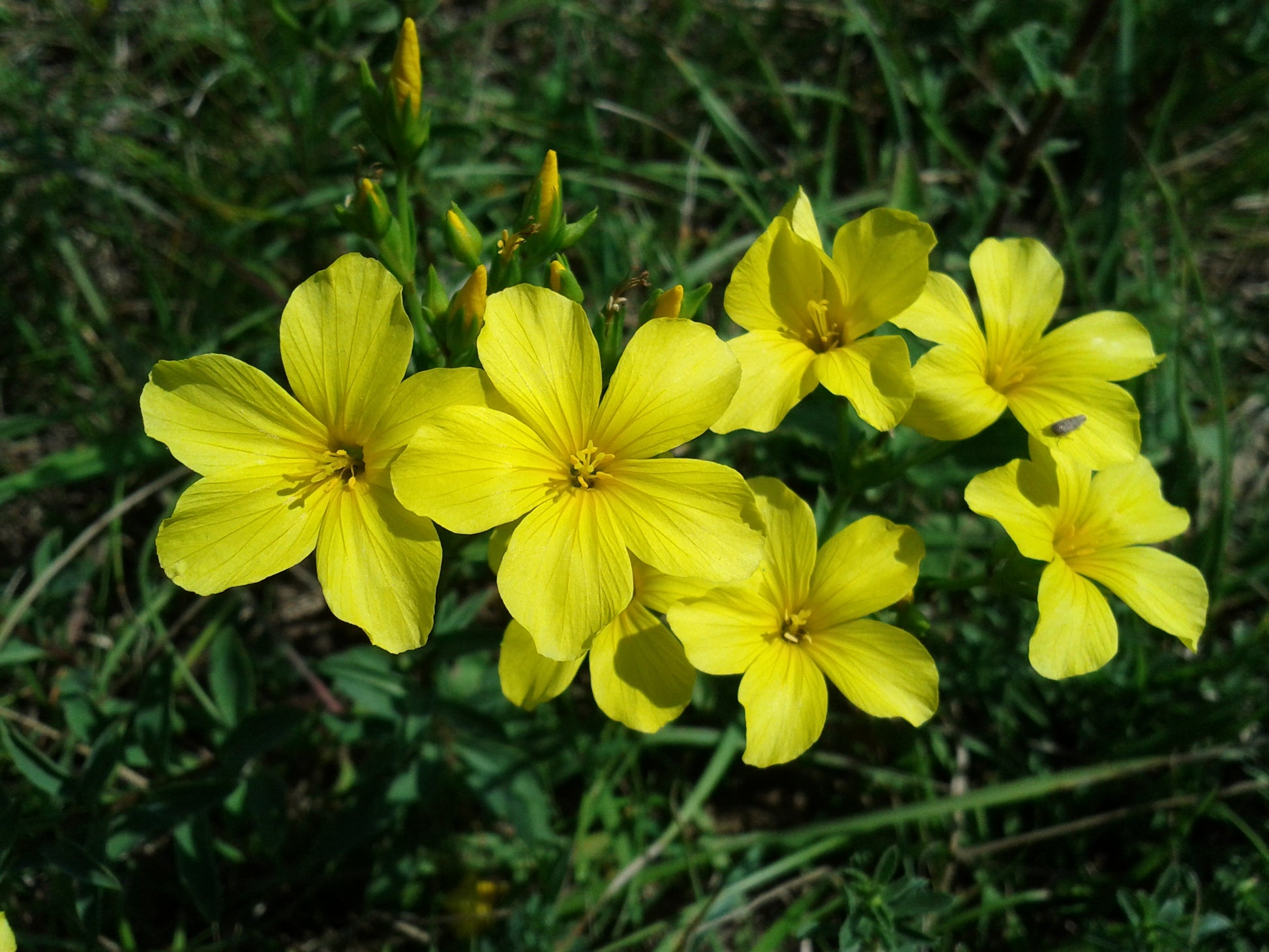 Heirloom Linum Flavum Flower seeds for Planting Wildflower Mix Heirloom & GMO Free Seeds for Home Garden