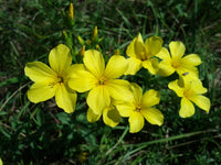 Heirloom Linum Flavum Flower seeds for Planting Wildflower Mix Heirloom & GMO Free Seeds for Home Garden