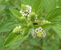 Green Lippia Javanica Flower seeds for Planting - Bright Blooms, Heirloom & GMO Free Seeds for Home Garden