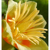 Liriodendron Flower seeds for Planting - Drought Tolerant, Heirloom & GMO Free Seeds for Home Garden