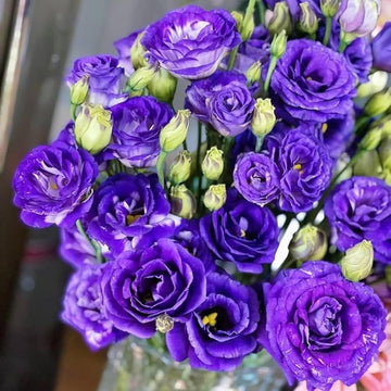 Lisianthus Logro flower planting seeds
