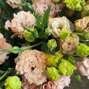 Peach Eustoma (Lisianthus) Flower seeds for Planting Compact Growth Heirloom & GMO Free Seeds for Home Garden
 
 Sale