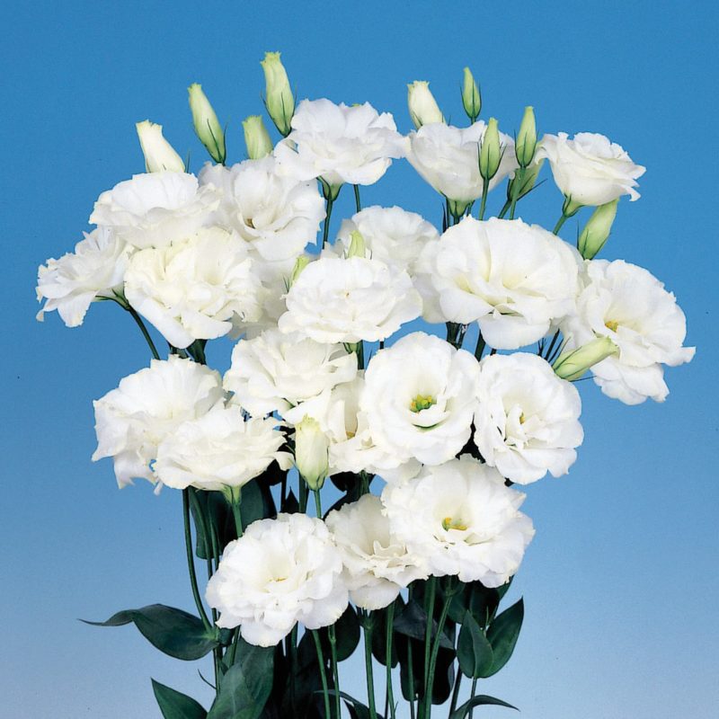 Eustoma Flower Seeds for Planting - White Blooming Annuals for Beautiful Gardens
