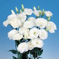 Eustoma Flower Seeds for Planting - White Blooming Annuals for Beautiful Gardens