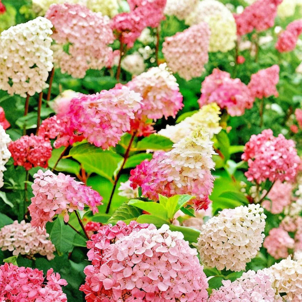 Vanilla Strawberry Hydrangea Seeds for Planting - Beautiful Blooms for Your Garden