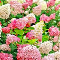Vanilla Strawberry Hydrangea Seeds for Planting - Beautiful Blooms for Your Garden