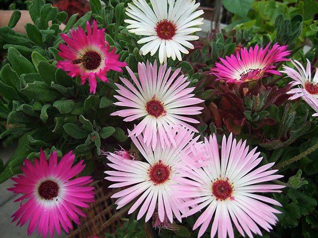 Mischfarbe Flower seeds for Planting - Pollinator Friendly, Heirloom & GMO Free Seeds for Home Garden