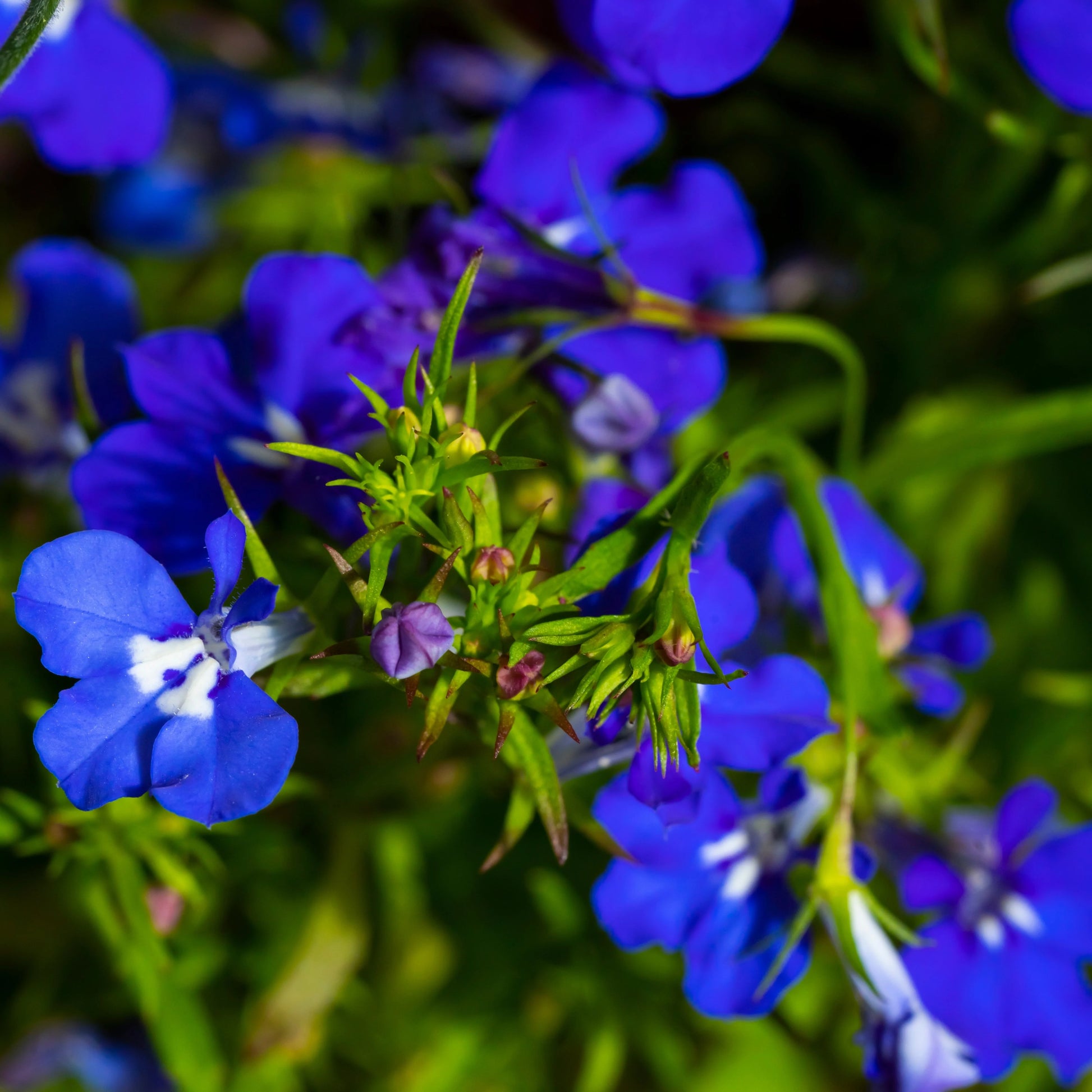 Regatta Flower seeds for Planting Wildflower Mix Heirloom & GMO Free Seeds for Home Garden