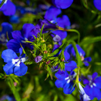 Regatta Flower seeds for Planting Wildflower Mix Heirloom & GMO Free Seeds for Home Garden
