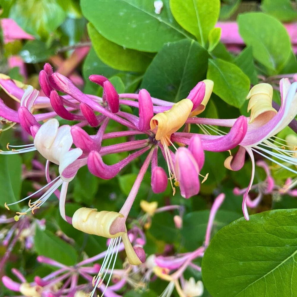 Lonicera Flower seeds for Planting Wildflower Mix Heirloom & GMO Free Seeds for Home Garden