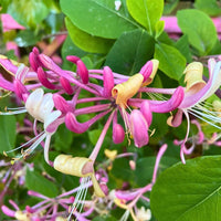 Lonicera Flower seeds for Planting Wildflower Mix Heirloom & GMO Free Seeds for Home Garden