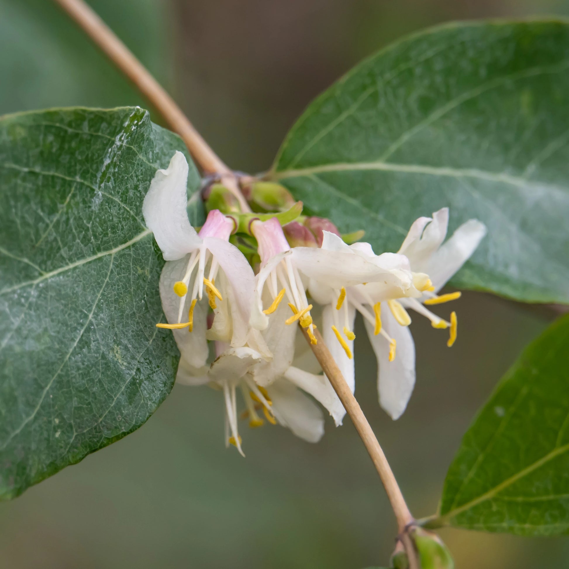 Lonicera Fragrantissima Flower seeds for Planting Wildflower Mix Heirloom & GMO Free Seeds for Home Garden