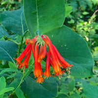 Lonicera Ciliosa Flower seeds for Planting Compact Growth Heirloom & GMO Free Seeds for Home Garden