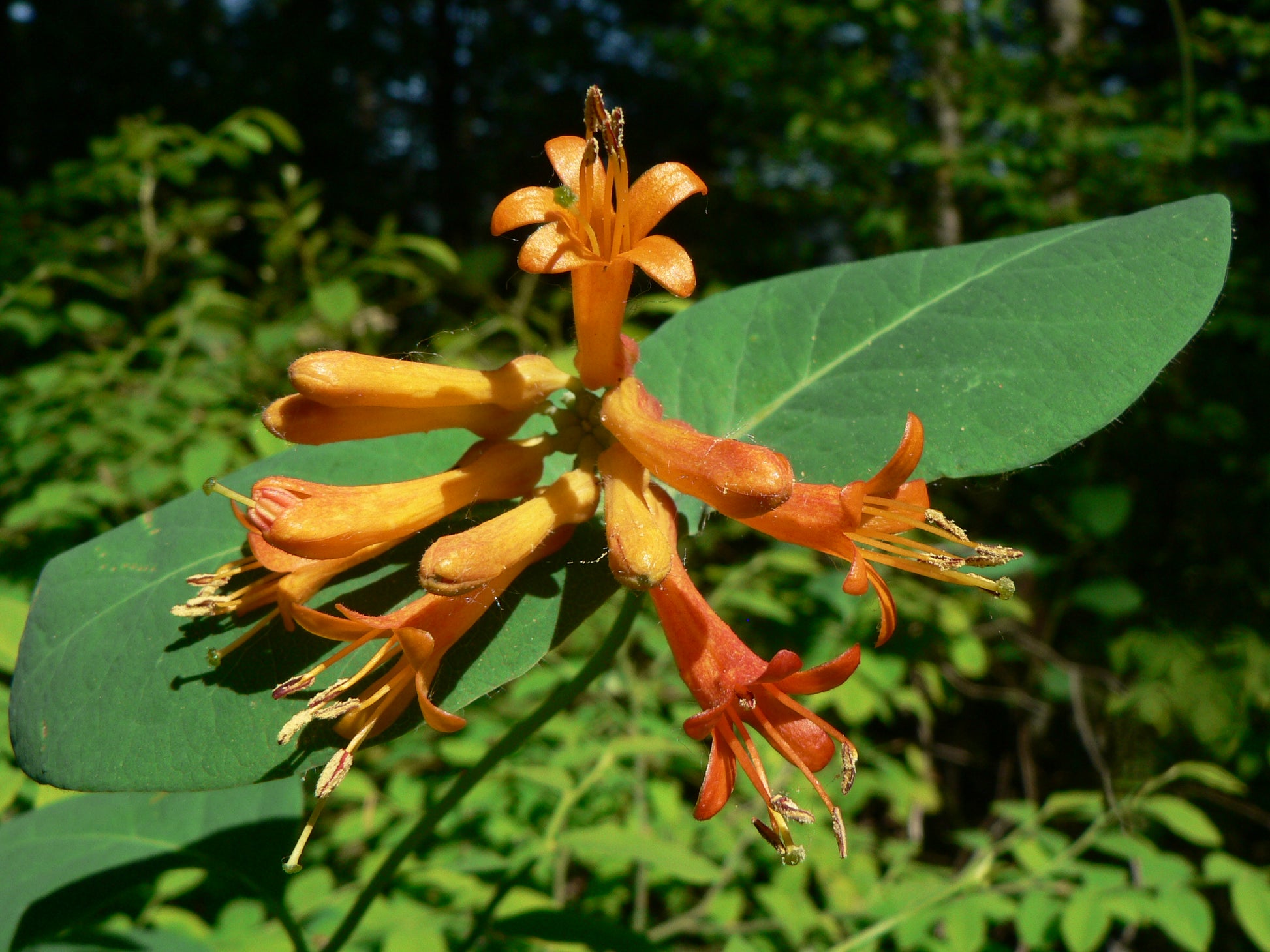 Lonicera Ciliosa Flower seeds for Planting Compact Growth Heirloom & GMO Free Seeds for Home Garden