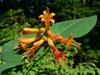 Lonicera Ciliosa Flower seeds for Planting Compact Growth Heirloom & GMO Free Seeds for Home Garden