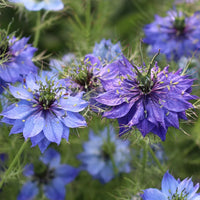 Mixed Nigella Damascena Seeds  Easy to Grow Flower Seeds