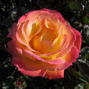 Pink Yellow Rose Flower seeds for Planting - Vibrant Colors, Heirloom & GMO Free Seeds for Home Garden