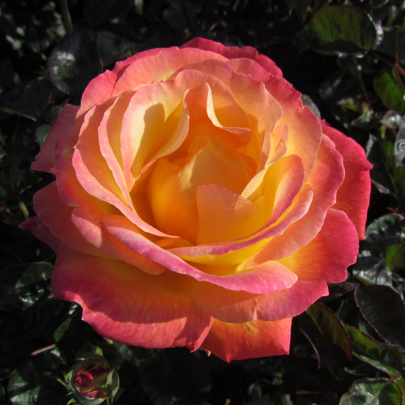 Pink Yellow Rose Flower seeds for Planting - Vibrant Colors, Heirloom & GMO Free Seeds for Home Garden