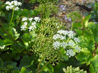 Scotch Lovage (Ligusticum scoticum) Flower seeds for Planting - Wildflower Mix, Heirloom & GMO Free Seeds for Home Garden
