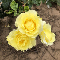 Light Yellow Climbing Rose Seeds for Planting - Beautiful Garden Climber Roses