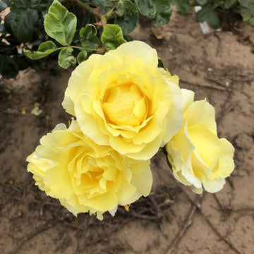 Light Yellow Climbing Rose Seeds for Planting - Beautiful Garden Climber Roses