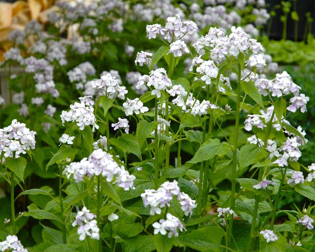 White Lunaria Rediviva Flower seeds for Planting - Premium Quality, Heirloom & GMO Free Seeds for Home Garden