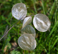 White Lunaria Flower seeds for Planting - Drought Tolerant, Heirloom & GMO Free Seeds for Home Garden