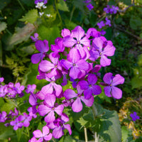 Lunaria Money Flower seeds for Planting - Compact Growth, Heirloom & GMO Free Seeds for Home Garden