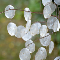 Lunaria Flower seeds for Planting Colorful Display Heirloom & GMO Free Seeds for Home Garden 
 
 Sale for planting in home garden