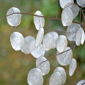 Lunaria Flower seeds for Planting Colorful Display Heirloom & GMO Free Seeds for Home Garden 
 
 Sale for planting in home garden