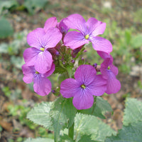Lunaria Annua Flower seeds for Planting Wildflower Mix Heirloom & GMO Free Seeds for Home Garden 
 
 Sale for planting in home garden
