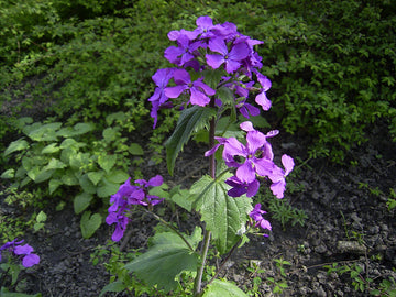 Lunaria Annua Flower seeds for Planting Wildflower Mix Heirloom & GMO Free Seeds for Home Garden