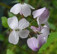 White Lunaria Rediviva Flower for Planting  Seeds for Elegant Garden Growth and Unique Blooms