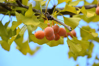 Ginkgo Seeds: Complete Planting Guide for Successful Growth
