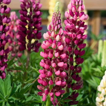 Red Lupin Flower seeds for Planting - Hardy Variety, Heirloom & GMO Free Seeds for Home Garden
