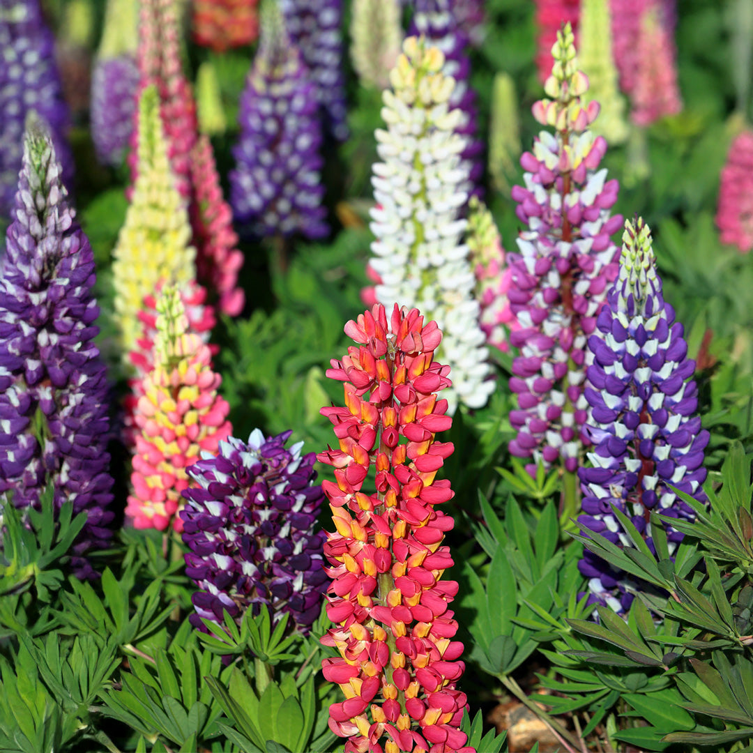 Russell Flower seeds for Planting Compact Growth Heirloom & GMO Free Seeds for Home Garden