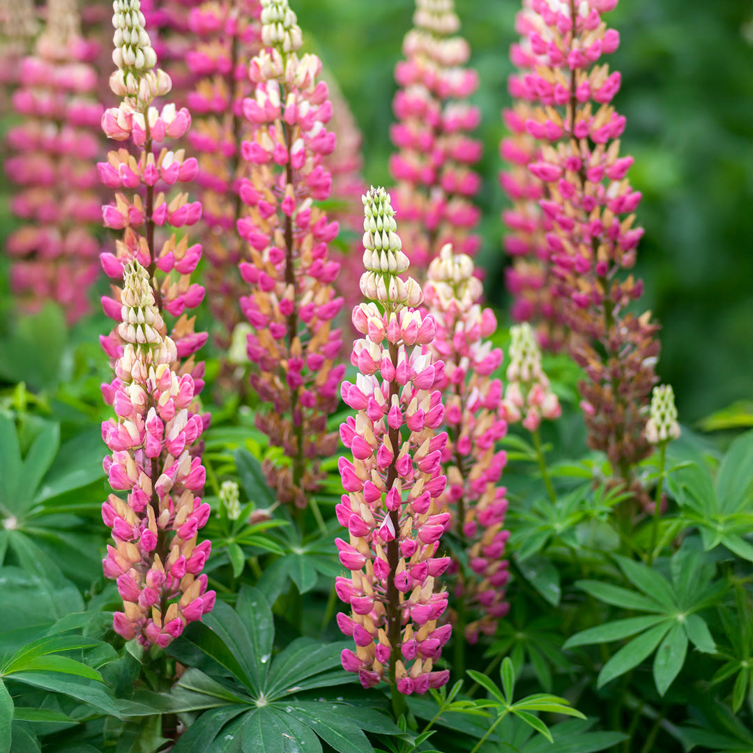 Pink Lupine Flower Seeds - Vibrant Planting Seeds for Colorful Gardens