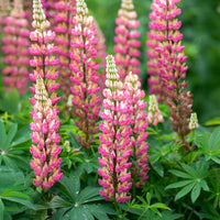 Pink Lupine Flower Seeds - Vibrant Planting Seeds for Colorful Gardens