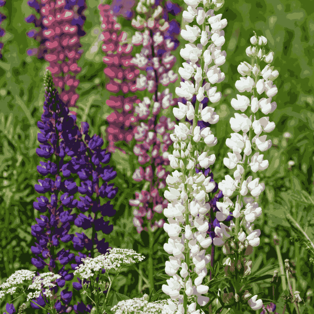 Mixed Lupine Flower seeds for Planting Cottage Garden Essential Heirloom & GMO Free Seeds for Home Garden 
 
 Sale
