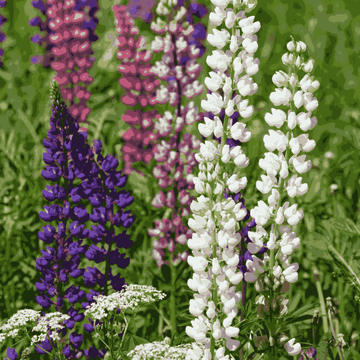 Mixed Lupine Flower seeds for Planting Cottage Garden Essential Heirloom & GMO Free Seeds for Home Garden 
 
 Sale