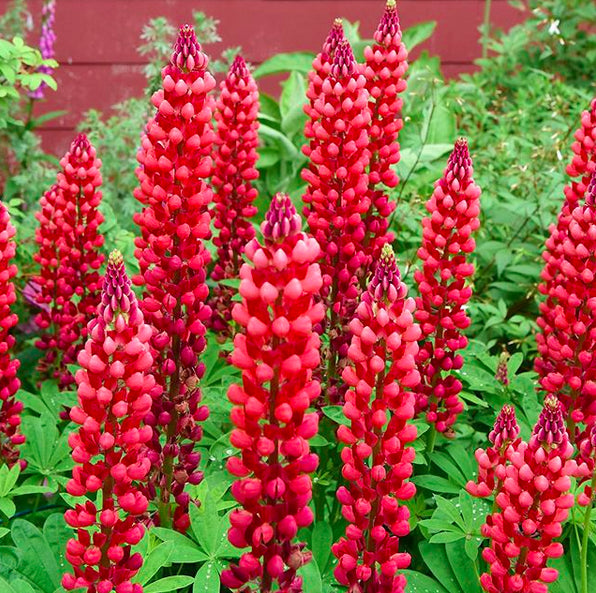 Red Dwarf bonnet Flower seeds for Planting - Perfect for Borders, Heirloom & GMO Free Seeds for Home Garden