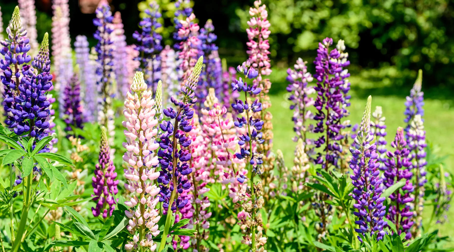Lupine Flower seeds for Planting Drought Tolerant Heirloom & GMO Free Seeds for Home Garden