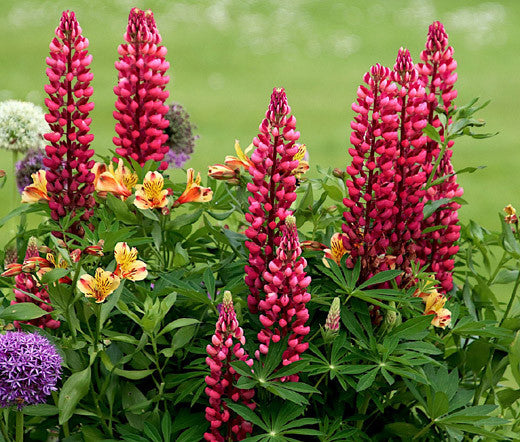 Lupine Red Flower seeds for Planting - Easy to Grow, Heirloom & GMO Free Seeds for Home Garden