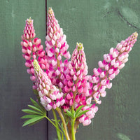 Pink Lupine Flower Seeds - Vibrant Planting Seeds for Colorful Gardens