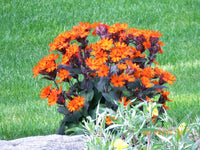 Ornamental Lychnis Arkwrightii garden plant