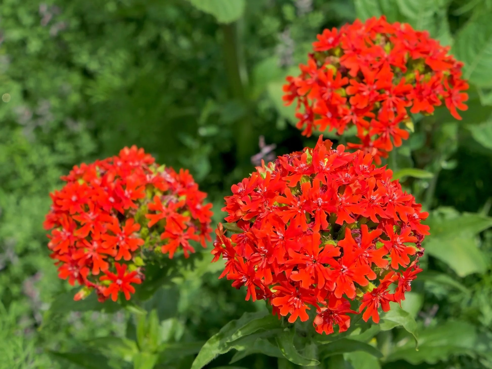 Lychnis Chalcedonica Flower seeds for Planting Colorful Display Heirloom & GMO Free Seeds for Home Garden 
 
 Sale