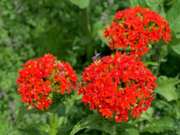 Lychnis Chalcedonica Flower seeds for Planting Colorful Display Heirloom & GMO Free Seeds for Home Garden 
 
 Sale